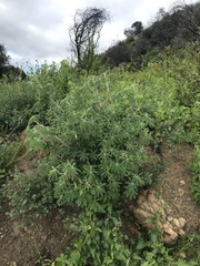 Lupinus longifolius