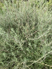 Galium angustifolium