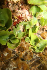 Dictyosphaeria sericea