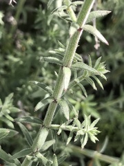 Galium angustifolium