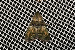 Orthaga atribasalis