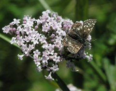 Valeriana turkestanica