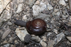 Glyptostoma gabrielense