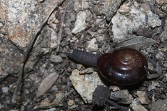 Glyptostoma gabrielense