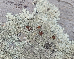 Xanthoparmelia plittii