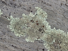 Xanthoparmelia plittii