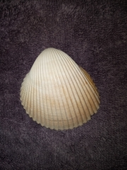 Dinocardium robustum