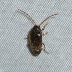 Ptilodactyla