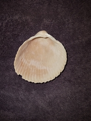 Dinocardium robustum
