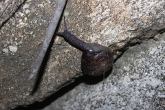 Glyptostoma gabrielense