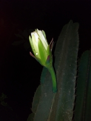Cereus hexagonus
