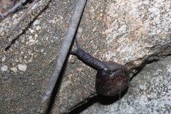Glyptostoma gabrielense