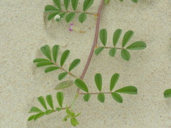 Indigofera sabulicola