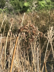 Schoenoplectus acutus