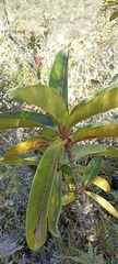 Clusiaceae
