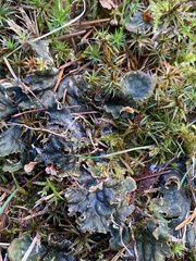 Peltigera neckeri