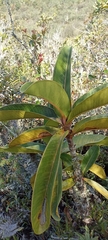 Clusiaceae