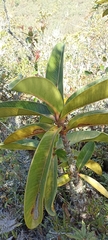 Clusiaceae