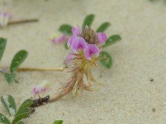 Indigofera sabulicola