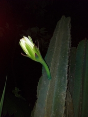 Cereus hexagonus