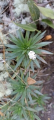 Paepalanthus