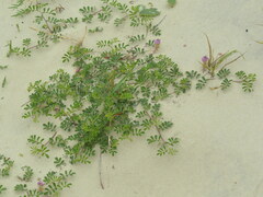Indigofera sabulicola