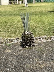 Agave tequilana