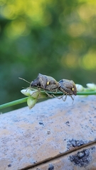 Eysarcoris guttigerus