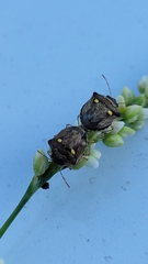 Eysarcoris guttigerus