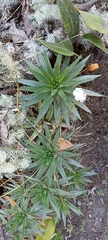 Paepalanthus