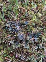 Peltigera neckeri