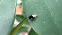 Minettia longipennis