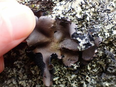 Umbilicaria polyrrhiza