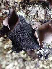 Umbilicaria polyrrhiza