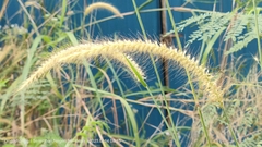 Cenchrus polystachios