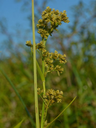 Fuirena robusta
