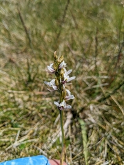Prasophyllum suttonii