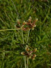 Cyperus sellowianus