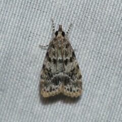 Scoparia basalis