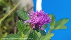 Centratherum punctatum