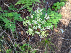 Ligusticum grayi