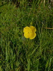 Ludwigia longifolia