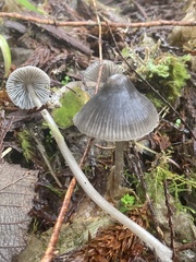 Mycena robusta