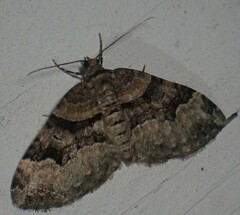 Xanthorhoe lacustrata