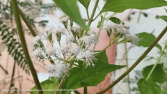 Chromolaena odorata