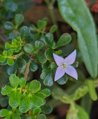 Boronia algida