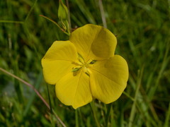 Ludwigia longifolia