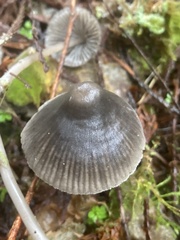 Mycena robusta