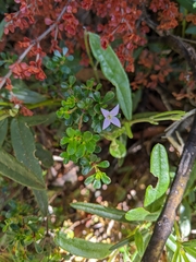 Boronia algida