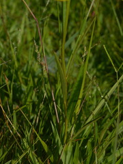 Ludwigia longifolia